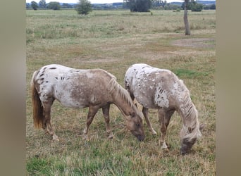 Weitere Ponys/Kleinpferde Mix, Wallach, 3 Jahre, 125 cm, Tigerschecke
