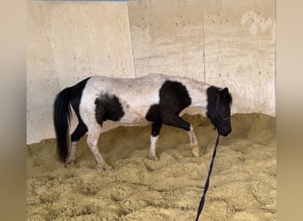 Weitere Ponys/Kleinpferde, Wallach, 3 Jahre, 128 cm, Schecke