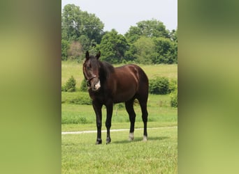 Weitere Ponys/Kleinpferde, Wallach, 3 Jahre, 132 cm, Rappe