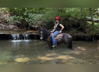 Weitere Ponys/Kleinpferde, Wallach, 3 Jahre, 132 cm, Rappe