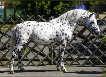 Weitere Ponys/Kleinpferde, Wallach, 3 Jahre, 132 cm, Tigerschecke