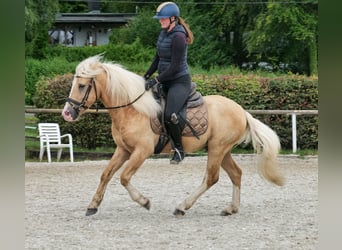 Weitere Ponys/Kleinpferde, Wallach, 3 Jahre, 135 cm, Palomino