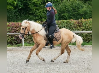 Weitere Ponys/Kleinpferde, Wallach, 3 Jahre, 135 cm, Palomino