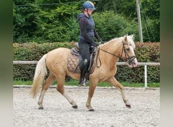 Weitere Ponys/Kleinpferde, Wallach, 3 Jahre, 135 cm, Palomino