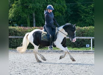 Weitere Ponys/Kleinpferde, Wallach, 3 Jahre, 135 cm, Schecke