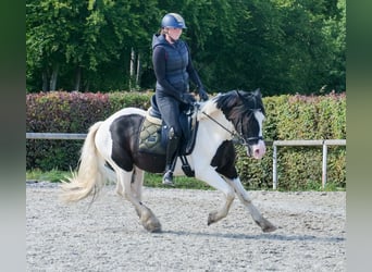 Weitere Ponys/Kleinpferde, Wallach, 3 Jahre, 135 cm, Schecke