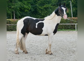 Weitere Ponys/Kleinpferde, Wallach, 3 Jahre, 135 cm, Schecke