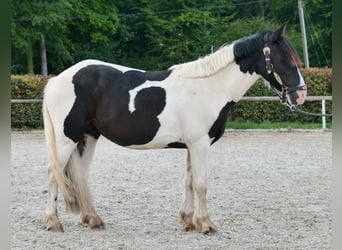 Weitere Ponys/Kleinpferde, Wallach, 3 Jahre, 135 cm, Schecke