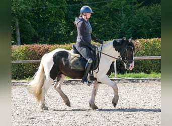 Weitere Ponys/Kleinpferde, Wallach, 3 Jahre, 135 cm, Schecke