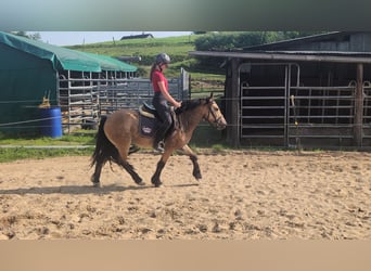 Weitere Ponys/Kleinpferde, Wallach, 3 Jahre, 138 cm, Falbe