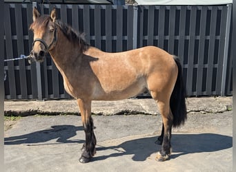 Weitere Ponys/Kleinpferde, Wallach, 3 Jahre, 138 cm, Falbe