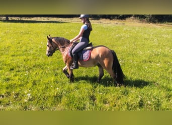 Weitere Ponys/Kleinpferde, Wallach, 3 Jahre, 138 cm, Falbe