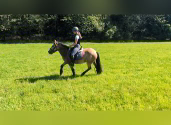 Weitere Ponys/Kleinpferde, Wallach, 3 Jahre, 138 cm, Falbe