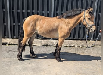 Weitere Ponys/Kleinpferde, Wallach, 3 Jahre, 138 cm, Falbe