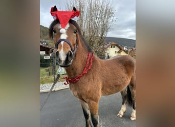Weitere Ponys/Kleinpferde Mix, Wallach, 3 Jahre, 140 cm, Brauner
