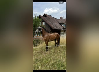 Weitere Ponys/Kleinpferde Mix, Wallach, 3 Jahre, 140 cm, Brauner