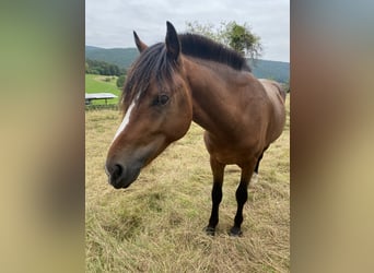 Weitere Ponys/Kleinpferde Mix, Wallach, 3 Jahre, 140 cm, Brauner