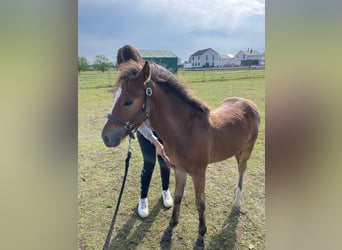 Weitere Ponys/Kleinpferde Mix, Wallach, 3 Jahre, 140 cm, Brauner
