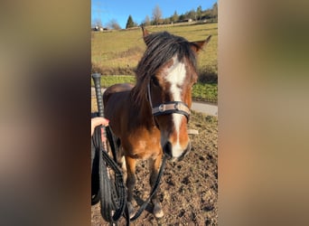 Weitere Ponys/Kleinpferde Mix, Wallach, 3 Jahre, 140 cm, Brauner