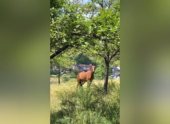 Weitere Ponys/Kleinpferde Mix, Wallach, 3 Jahre, 140 cm, Brauner