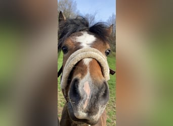 Weitere Ponys/Kleinpferde Mix, Wallach, 3 Jahre, 140 cm, Brauner