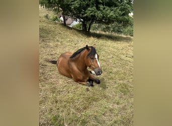Weitere Ponys/Kleinpferde Mix, Wallach, 3 Jahre, 140 cm, Brauner