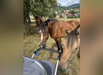 Weitere Ponys/Kleinpferde Mix, Wallach, 3 Jahre, 140 cm, Brauner