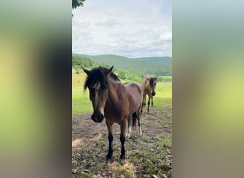 Weitere Ponys/Kleinpferde Mix, Wallach, 3 Jahre, 140 cm, Brauner