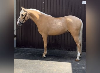 Weitere Ponys/Kleinpferde, Wallach, 3 Jahre, 140 cm, Palomino