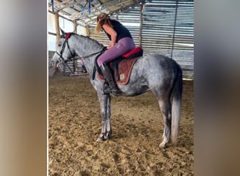 Weitere Ponys/Kleinpferde, Wallach, 3 Jahre, 140 cm, Schimmel