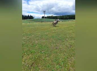 Weitere Ponys/Kleinpferde Mix, Wallach, 3 Jahre, 144 cm, Braunfalbschimmel