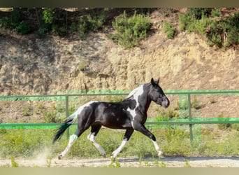 Weitere Ponys/Kleinpferde, Wallach, 3 Jahre, 144 cm, Schecke