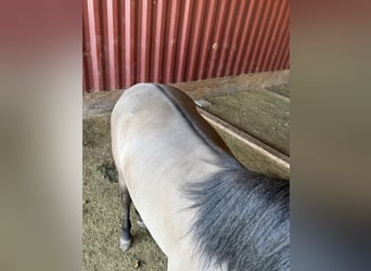 Weitere Ponys/Kleinpferde, Wallach, 3 Jahre, 145 cm, Grullo