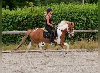 Weitere Ponys/Kleinpferde, Wallach, 3 Jahre, 145 cm, Schecke