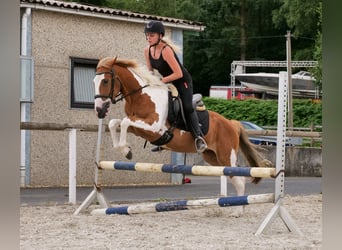 Weitere Ponys/Kleinpferde, Wallach, 3 Jahre, 145 cm, Schecke