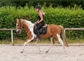 Weitere Ponys/Kleinpferde, Wallach, 3 Jahre, 145 cm, Schecke