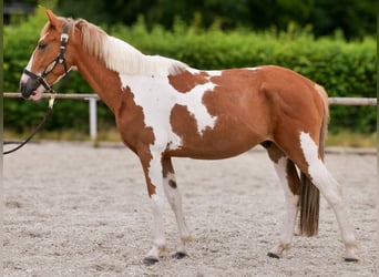 Weitere Ponys/Kleinpferde, Wallach, 3 Jahre, 145 cm, Schecke