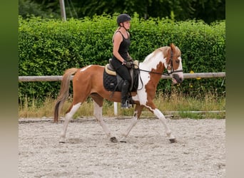 Weitere Ponys/Kleinpferde, Wallach, 3 Jahre, 145 cm, Schecke