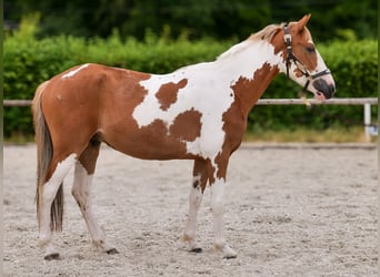 Weitere Ponys/Kleinpferde, Wallach, 3 Jahre, 145 cm, Schecke