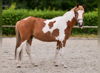 Weitere Ponys/Kleinpferde, Wallach, 3 Jahre, 145 cm, Schecke