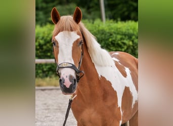 Weitere Ponys/Kleinpferde, Wallach, 3 Jahre, 145 cm, Schecke