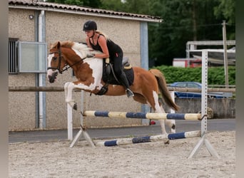 Weitere Ponys/Kleinpferde, Wallach, 3 Jahre, 145 cm, Schecke