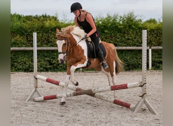 Weitere Ponys/Kleinpferde, Wallach, 3 Jahre, 145 cm, Schecke