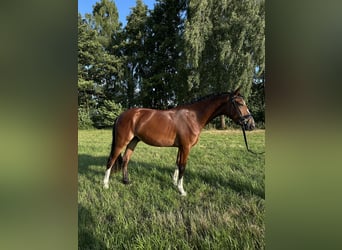Weitere Ponys/Kleinpferde, Wallach, 3 Jahre, 146 cm, Brauner