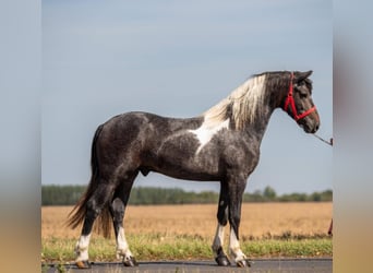 Weitere Ponys/Kleinpferde, Wallach, 3 Jahre, 147 cm, Schecke
