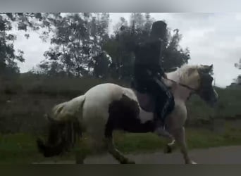 Weitere Ponys/Kleinpferde, Wallach, 3 Jahre, 148 cm, Schecke