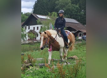 Weitere Ponys/Kleinpferde, Wallach, 3 Jahre, 150 cm, Schecke