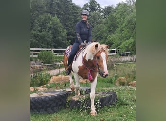 Weitere Ponys/Kleinpferde, Wallach, 3 Jahre, 150 cm, Schecke