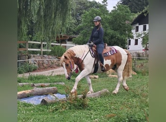 Weitere Ponys/Kleinpferde, Wallach, 3 Jahre, 150 cm, Schecke