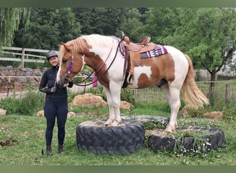Weitere Ponys/Kleinpferde, Wallach, 3 Jahre, 150 cm, Schecke